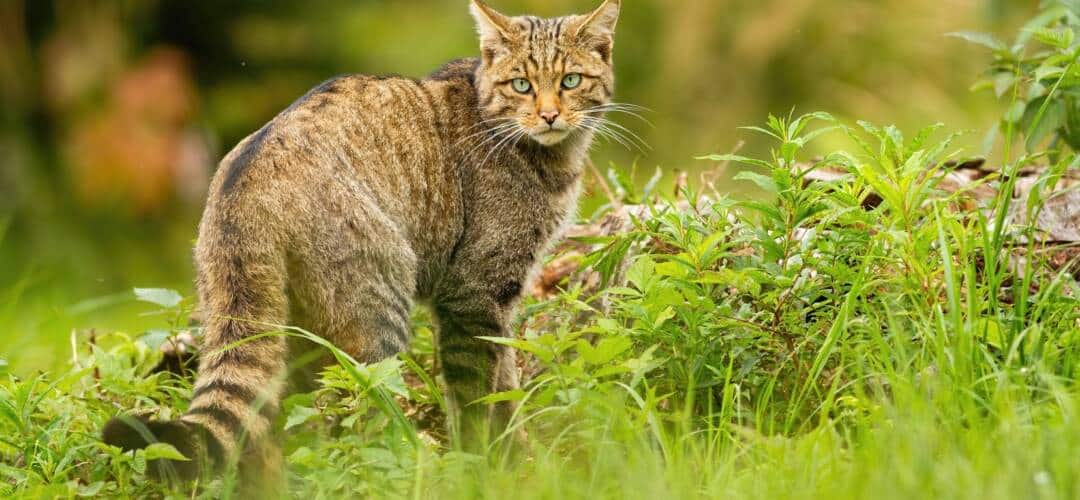 Wildkatze im grünen Gras