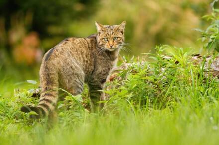 Wildkatze im grünen Gras